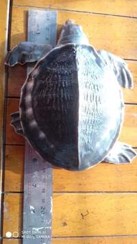 Fly River Turtle (FRT) Pig Nose Turtle for Sale