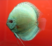 CLIFTON DISCUS = UNBEATABLE QUALITY & PRICES - Dont take our word for it, COME & SEE for yourself. Midlands Discus specialist in Tamworth, B79 0AT.