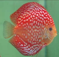 CLIFTON DISCUS = UNBEATABLE QUALITY & PRICES - Dont take our word for it, COME & SEE for yourself. Midlands Discus specialist in Tamworth, B79 0AT.