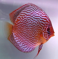 CLIFTON DISCUS = UNBEATABLE QUALITY & PRICES - Dont take our word for it, COME & SEE for yourself. Midlands Discus specialist in Tamworth, B79 0AT.