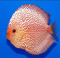 CLIFTON DISCUS = UNBEATABLE QUALITY & PRICES - Dont take our word for it, COME & SEE for yourself. Midlands Discus specialist in Tamworth, B79 0AT.