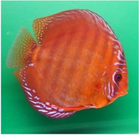 CLIFTON DISCUS = UNBEATABLE QUALITY & PRICES - Dont take our word for it, COME & SEE for yourself. Midlands Discus specialist in Tamworth, B79 0AT.