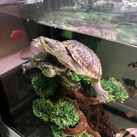 MUSK TURTLE PAIR WITH YOUNG.