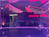 Arowana pairs male and female planet arowana