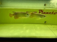 Arowana pairs male and female planet arowana