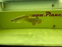 Arowana pairs male and female planet arowana