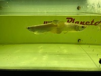 Arowana pairs male and female planet arowana