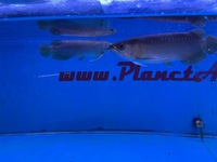 Arowana pairs male and female planet arowana