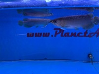 Arowana pairs male and female planet arowana