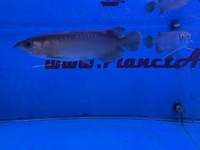 Arowana pairs male and female planet arowana