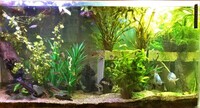 large acrylic fish tank and set up