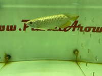 Top quality gold super high back golden Arowana