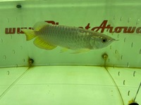 Top quality gold super high back golden Arowana