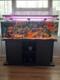 5ft tank 10mil glass full set up including fish