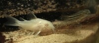 Albino Corydoras and Corydoras nanus Juveniles £2.50 each or 6 for £10