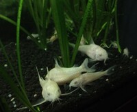 Albino Corydoras and Corydoras nanus Juveniles £2.50 each or 6 for £10