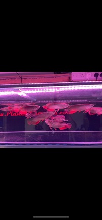 Super high back red tail golden arowana