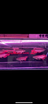 Super high back red tail golden arowana