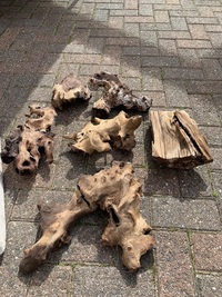 Bogwood