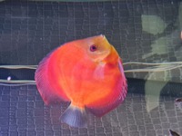 Closing down my tank, Discus for sale