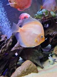 Closing down my tank, Discus for sale
