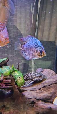 Closing down my tank, Discus for sale