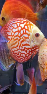 Closing down my tank, Discus for sale