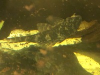 Plecos