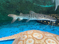 SOLD cheap 12-14 inches Tiger Shovelnose Catfish Pseudoplatystoma Fasciatum. TSN