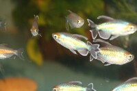 Congo tetras