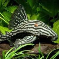 DISCUS & KOI FISH SALES.,,@ CHESHIRE OAKS DISCUS & KOI .,WILD PLECO, RAYs,