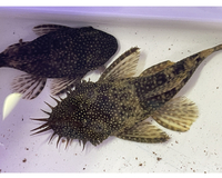 Predators - Odd Ball - Pleco - Crayfish