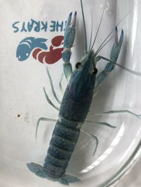 Predators - Odd Ball - Pleco - Crayfish