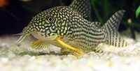 CORYS / PLECO /SYNODONTIS FOR SALE