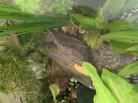 Bristlnose pleco a for sale