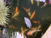 8 large blue/golden orfe…12” to 15”+ 10 goldfish £40 the lot