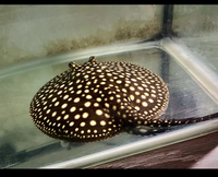 SOLD RARE FEMALE P14 GALAXY STINGRAY FOR SALE Potamotrygon leopoldi / Polka Dot Stingray