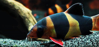 Buying: Clown loach