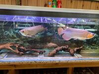 Arowanas and full set up £1550