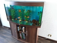 4ft Juwel Bowfront Aquarium