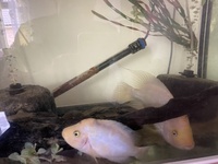 SOLD Amphilophus Xiloaensis