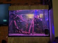 Evolution Aqua eaFreshwater 900 Aquarium + Predator set up + Bucktooth tetras + Wimple Piranhas