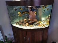 Juwel trigon 190 fish tank Malawi set up