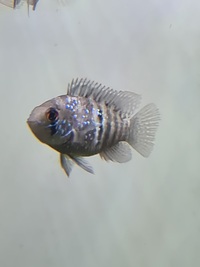 Blue Acara Aequidens Pulcher