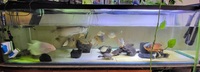 Stock clear out - Selling my silver arowana, tinfoil barbs, midas cichlid and more