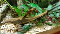 Royal whiptail large for sale