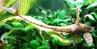 Royal whiptail large for sale