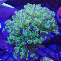 Maidenhead Aquatics @ Ashtead - Marine Stock List 24/06/22