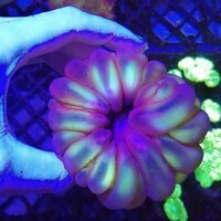 Maidenhead Aquatics @ Ashtead - Marine Stock List 24/06/22