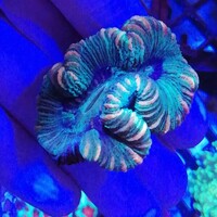 Maidenhead Aquatics @ Ashtead - Marine Stock List 24/06/22